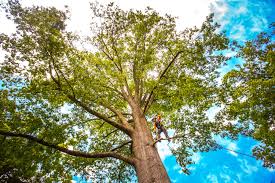 Best Emergency Tree Removal Services  in Marion, IN