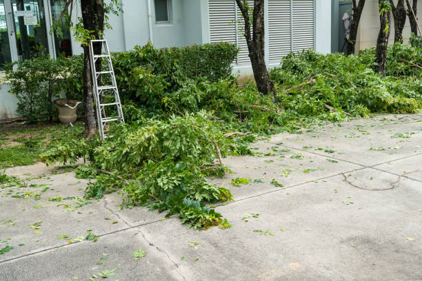 Best Palm Tree Trimming  in Marion, IN